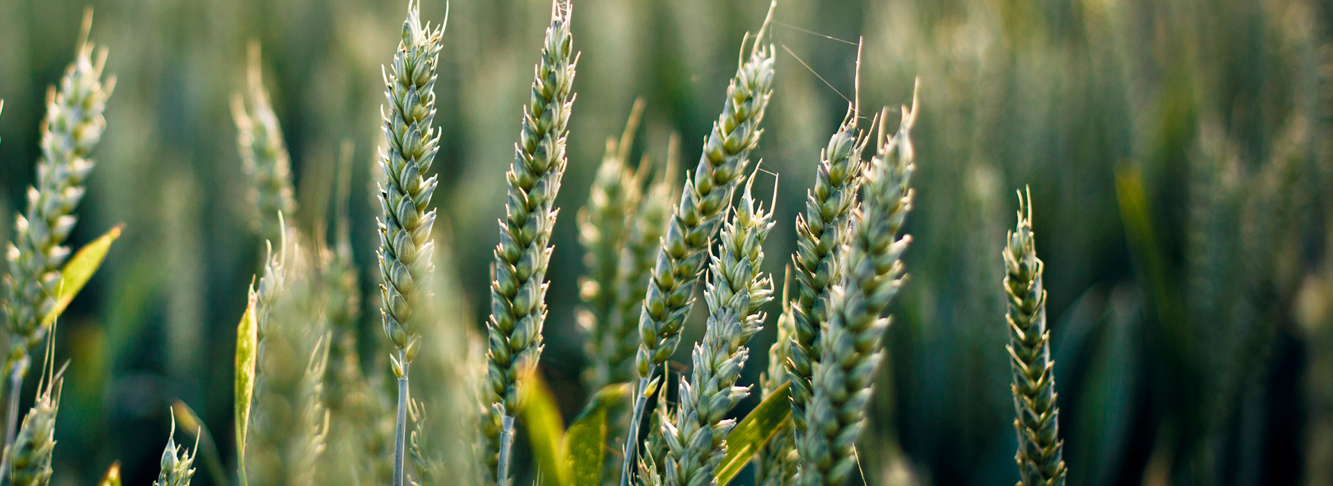 短信轰在线轰炸免费下载